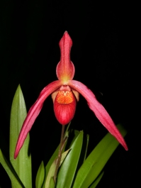 Phragmipedium Ruby Slippers Owen HCC/AOS 77 pts.